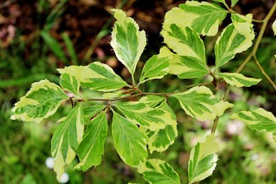 Fagus sylvatica 'Albovariegata' - buk lesní - letní listy (2)